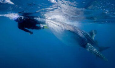 Whale sharks may be the world’s largest omnivores