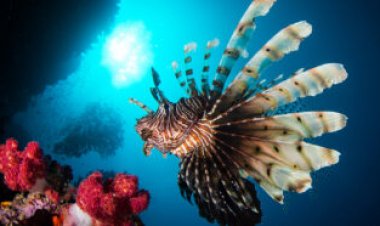 How slow and steady lionfish win the race against fast prey