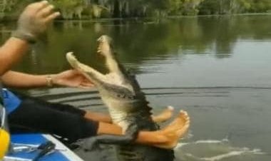 Watch: Man feeds “pet” crocodile with bare hands, internet can’t keep calm