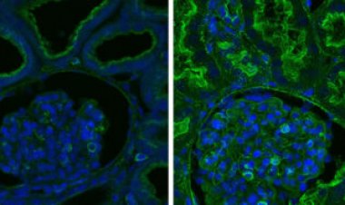 An hour after pigs’ deaths, an artificial system restored cellular life