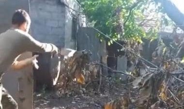 Ukraine-Russia War: Ukrainians throw twig bricks to clear booby traps, Watch Videos