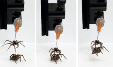 Scientists turned dead spiders into robots