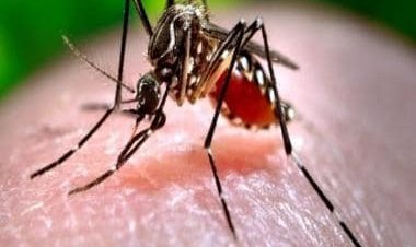 Papaya leaves, neem and more: Some ayurvedic home remedies to prevent dengue fever