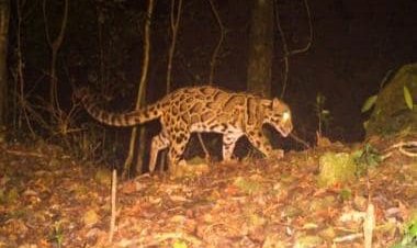 Rare clouded leopard sighted in Bengal: What we know about one of the world’s most elusive cats