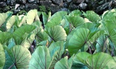 Is Aloo good for health in monsoons? Nutritionist explains benefits of taro leaves