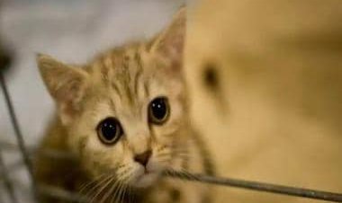 International Cat Day: History, significance and how to celebrate