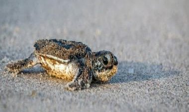 It’s a girl… again: Why 99% sea turtles in Florida are born female