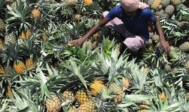 Why following a pineapple fad diet is not a good idea