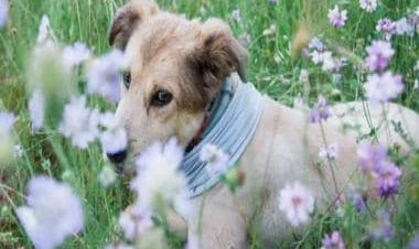 Family takes out funeral procession in Odisha for dog