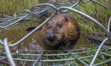 Relocated beavers helped mitigate some effects of climate change