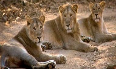 World Lion Day: How Gujarat’s Gir National Park is a roaring success in conservation of Asiatic lions