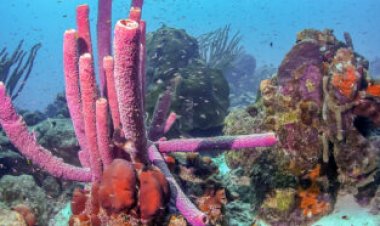 Sea sponges launch slow-motion snot rockets to clean their pores