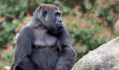 Zoo gorillas use a weird new call that sounds like a sneezy cough