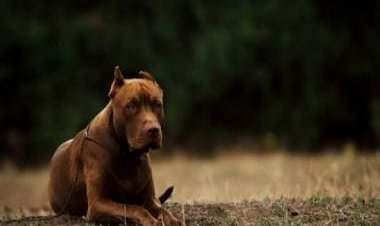 How to keep your furry friends healthy during monsoon