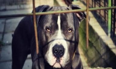 Woman battles for life after pit bull attack in Gurugram: When dogs went feral in India