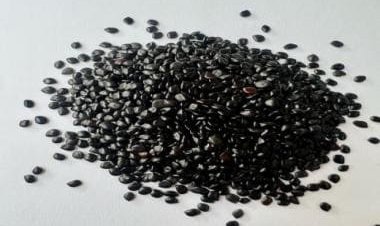 Chaksu seeds solve health problems including hypertension, says nutritionist