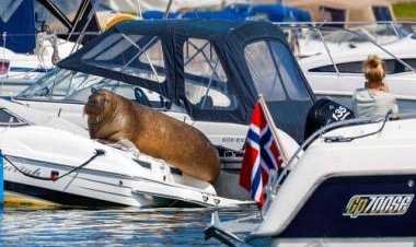 Why did Norway euthanise Freya, the famous walrus who captivated crowds and climbed onto boats?
