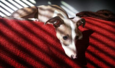 The first known monkeypox infection in a pet dog hints at spillover risk