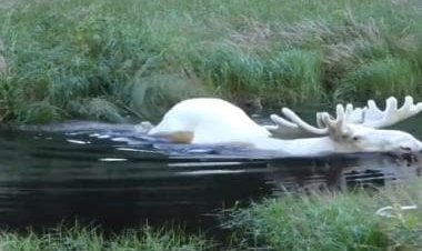 White moose takes dip in water in Sweden, rare video resurfaces