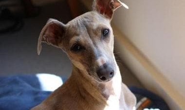 Now, dog infected with monkeypox: What we know about human-to-animal transmission