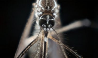 Why mosquitoes are especially good at smelling you