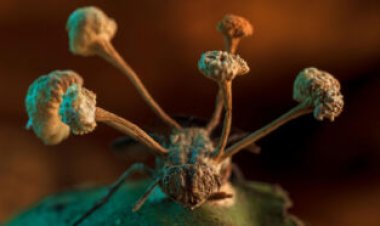 An award-winning photo captures a ‘zombie’ fungus erupting from a fly