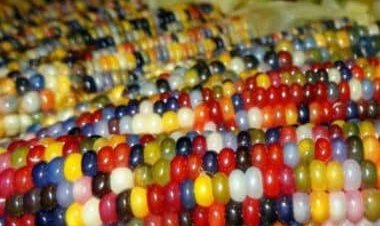 Bejeweled corn: Why Glass Gem corn is nature's miracle