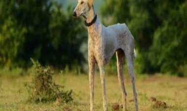 Canine and able: What are Mudhol hounds likely to be part of Prime Minister Narendra Modi’s security?