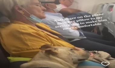Watch: Stranger gives her pillow to service dog on flight, video goes viral