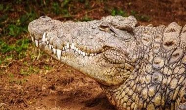 Old video of jaguar hunting crocodile goes viral; watch