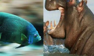Move over humans, China testing fish and hippopotamus for COVID-19