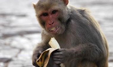Monkey snatches Mathura DM’s sunglasses, here what happened next