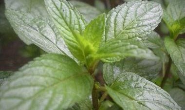 There's more to peppermint than aroma; from reducing stress to boosting immunity, here are 5 benefits