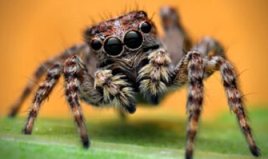 News stories have caught spiders in a web of misinformation
