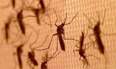 Bill Gates reveals why this factory is breeding 30 million mosquitoes every week