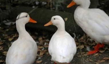 Hundreds of ducks surround car; leave internet in splits