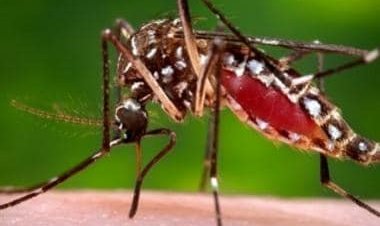 Mosquito bites though not harmful, can be quite awful; here are five home remedies to help you soothe inflamation