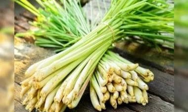 From weight loss to reducing dandruff, here are benefits of lemongrass