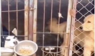 Not only humans, apparently dogs too love to eat from friends' plate