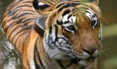 Explained: Why Ranthambore tiger T-104 is likely to spend the rest of his life in a cage