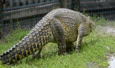 Watch: Crocodile chasing a man in the closure is terrifying