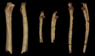 7-million-year-old limb fossils may be from the earliest known hominid