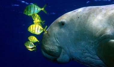 Explained: Dugong, the sea cow which inspired mermaid tales, declared extinct in China
