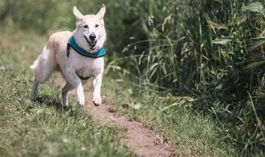 Puppy Love: Do dogs really cry when they are reunited with their owners?
