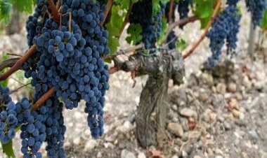 Severe drought forces earliest harvest ever in one of France's most celebrated wine regions