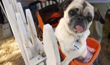 National Dog Day: History, significance, quotes and tips to celebrate