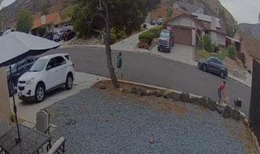 Watch: Dog tries to pick fight with another dog for walking near its territory
