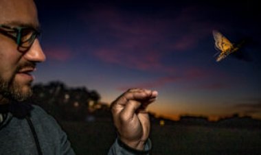 How death’s-head hawkmoths manage to fly straight for miles in the dark