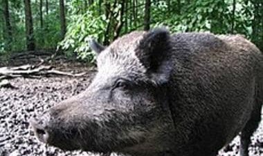 Jharkhand: African Swine Fever kills over 800 pigs in Ranchi district