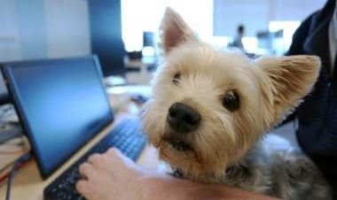 Dogs do forget: What is dementia in canines and how's it diagnosed?